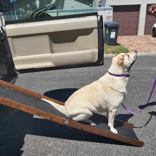 Ramps for dogs for cars hotsell