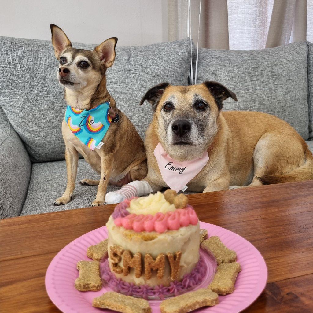 Emmy and Zoe celebrating Emmy's 10th barkday with her cake from Pupcakes Dog Bakery.
