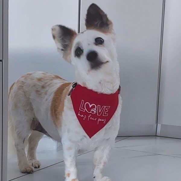 Tinkerbell, the gorgeous rescue dog, wearing Love Has Four Paws Dog Bandana