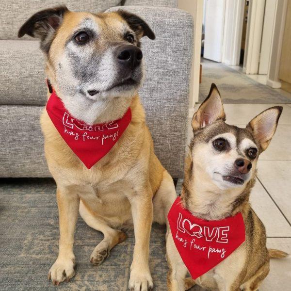 Love has Four Paws Dog Bandana