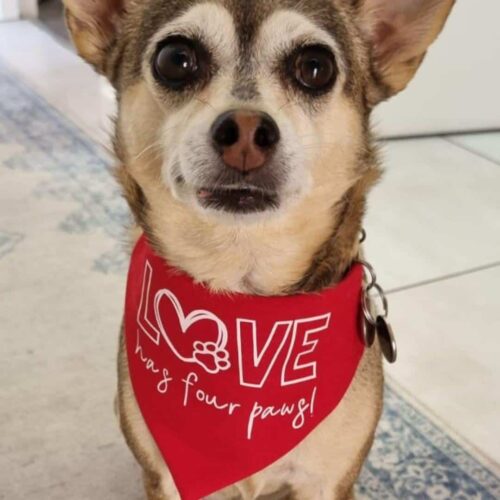 Zoe wearing Love has four Paws Dog Bandana