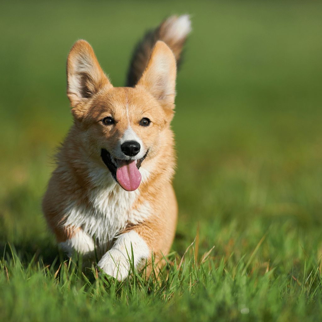 Corgi's, being long with short legs, are prone to IVDD
