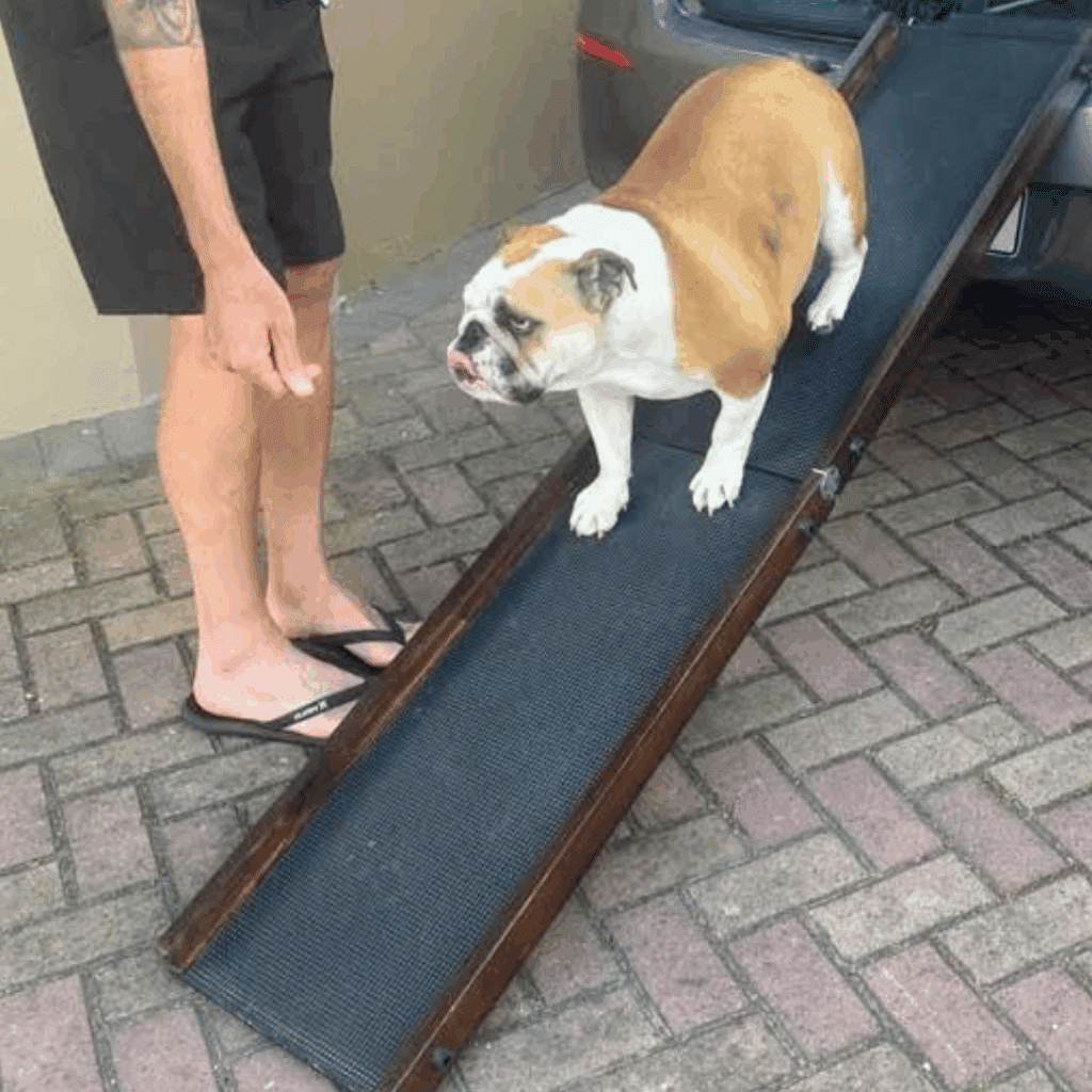 Bulldog using Dog Mom Car Ramp