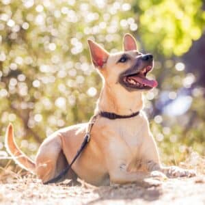 Oscar passed in 2019 from Cancer