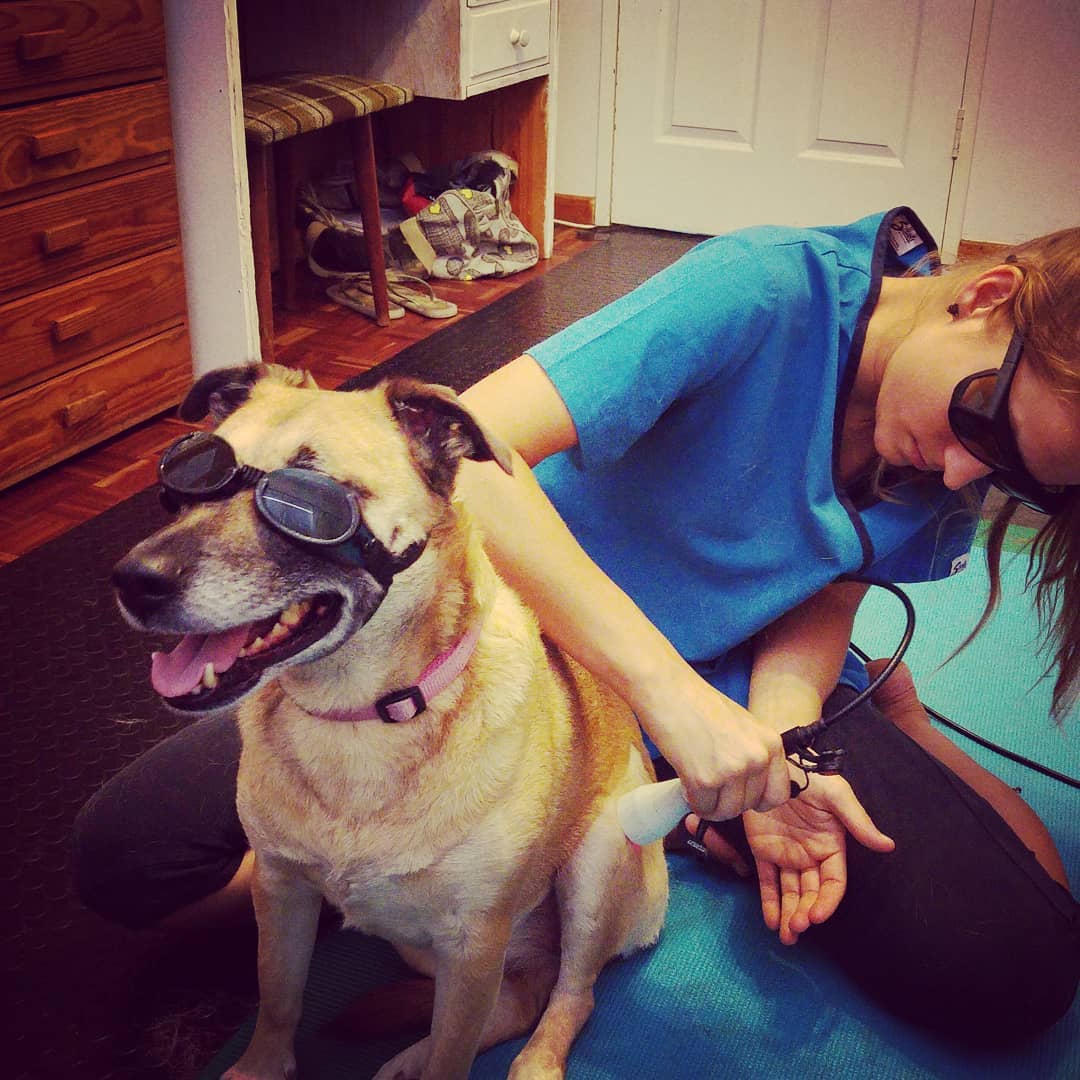 Veterinary physiotherapy laser treatment for a dog recovering from cruciate ligament surgery