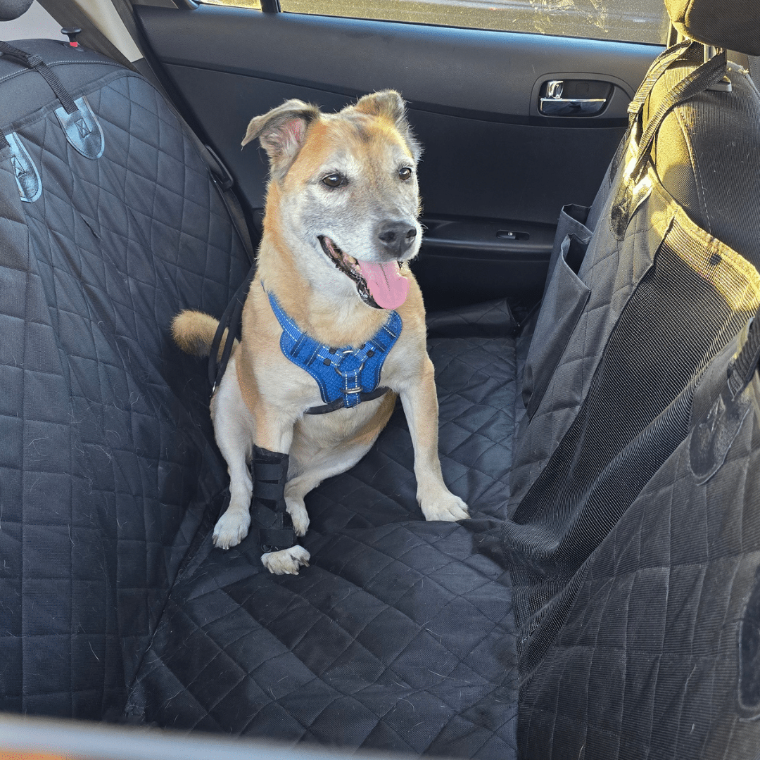 Emmy in a car, wearing a brace