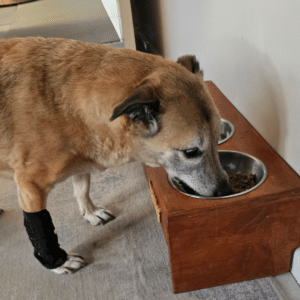 Senior dog with a leg brace eating from a raised wooden feeder, which reduces joint strain from arthritis.
