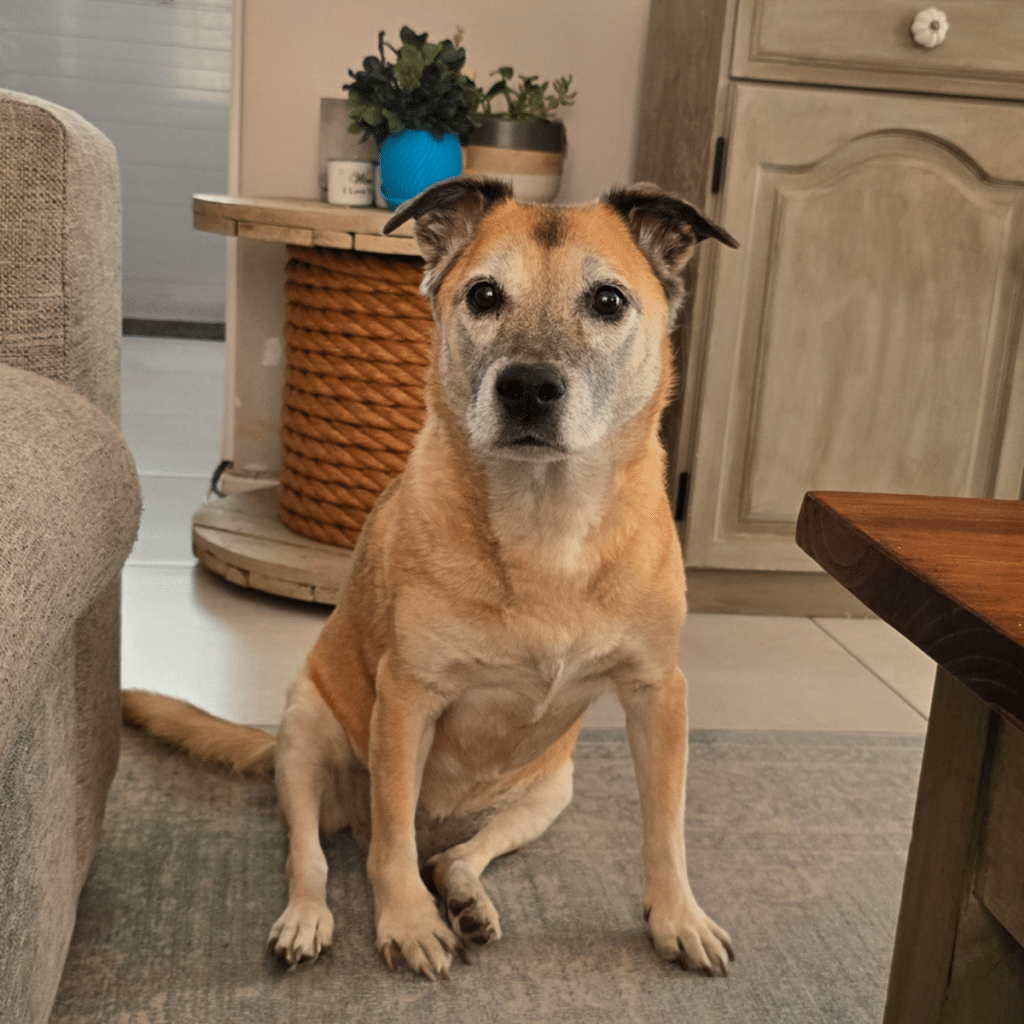Arthritis in Dogs and Why Ramps are a Game-Changer