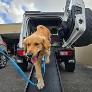 Golden Retriever using a Dog Mom XL Ramp to exit a Jimny