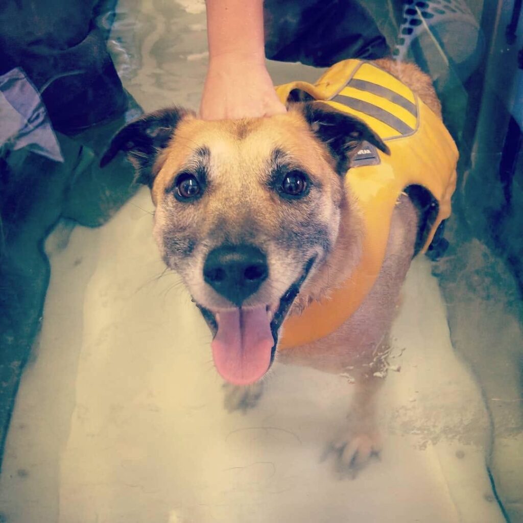 Dog Undergoing Underwater Treadmill Therapy