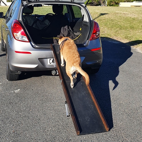 Dog using a Dog Mom Folding Car Ramp to get into a standard sized vehicle