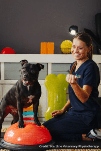 Vet Physio doing strength and stability exercises with a staffie