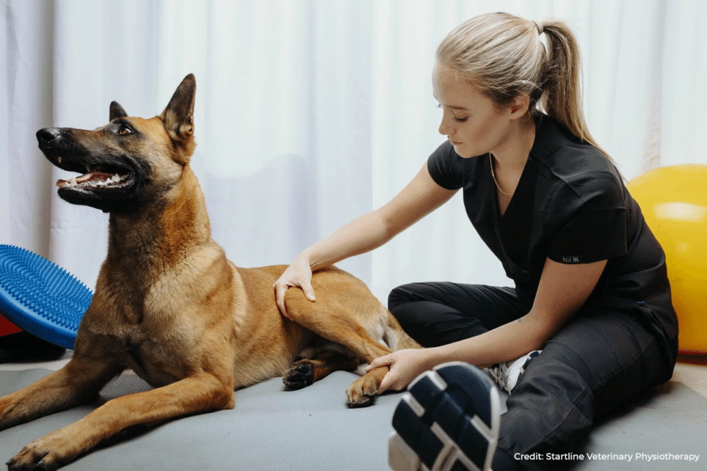 Vet Physio working on a German Malinois
