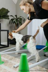 Vet Physio leading a dog over Cavaletti Poles
